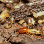 termite treatment
