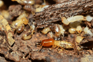 termite treatment