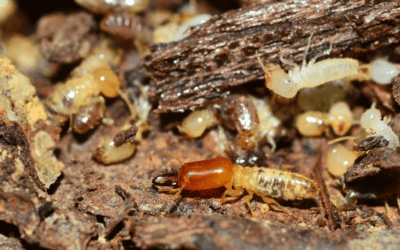 How to Handle Subterranean Termites in the Summertime