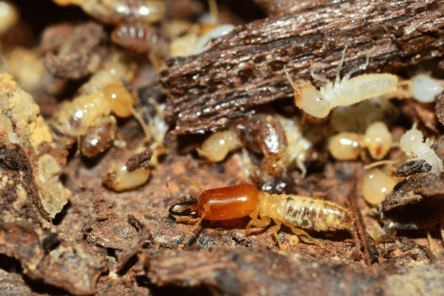 How to Handle Subterranean Termites in the Summertime