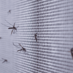 mosquito season