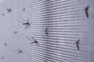 mosquito season