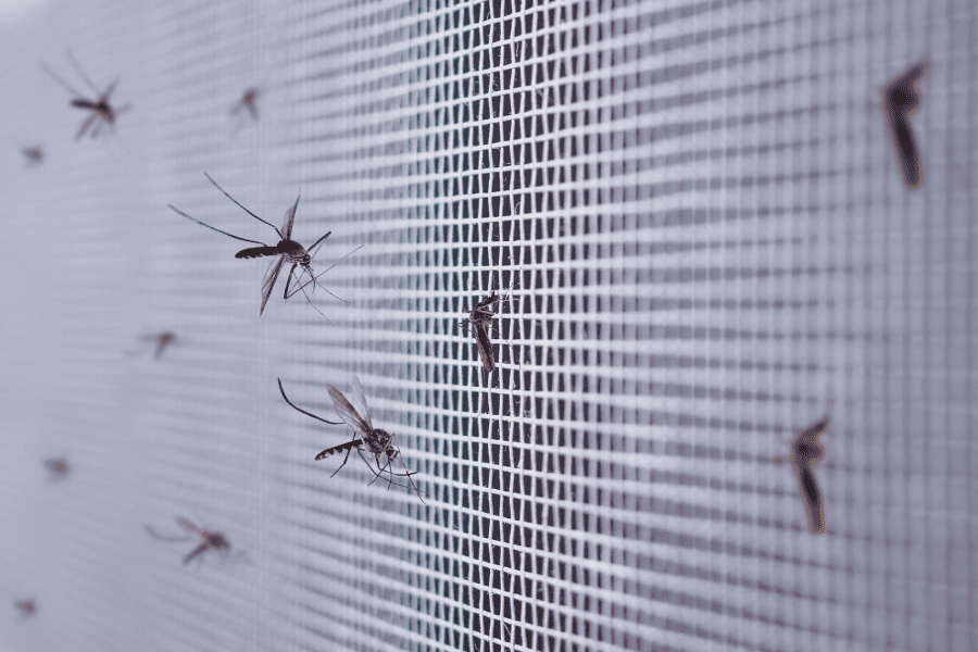 When Does Mosquito Season End in North Carolina?