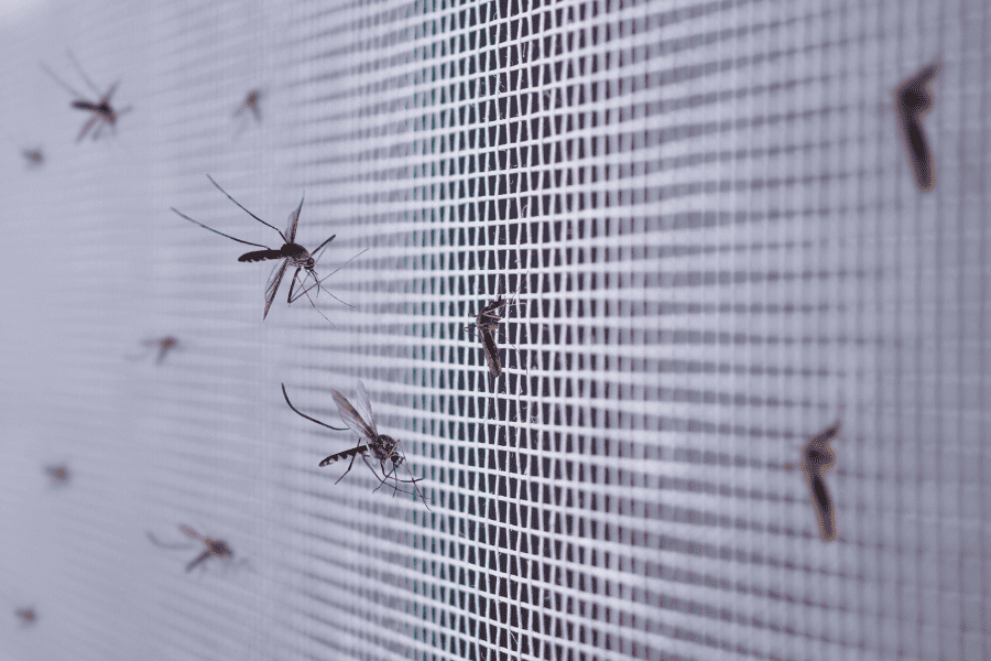 mosquito season