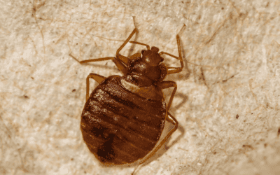 Bed Bugs in My North Carolina Home – Identification and Removal