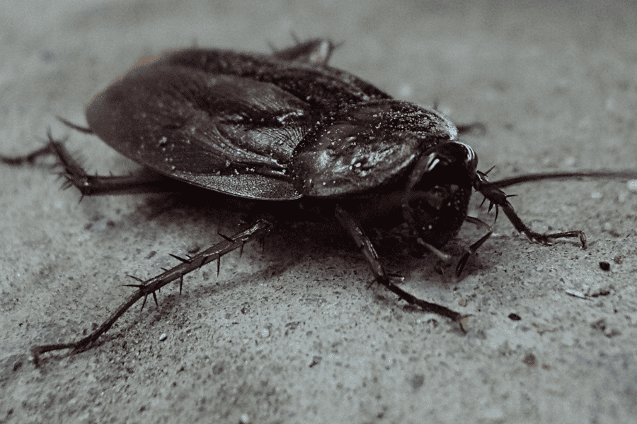 identify smoky brown cockroach