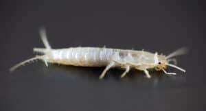 silverfish