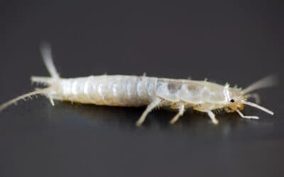 What Are Silverfish?