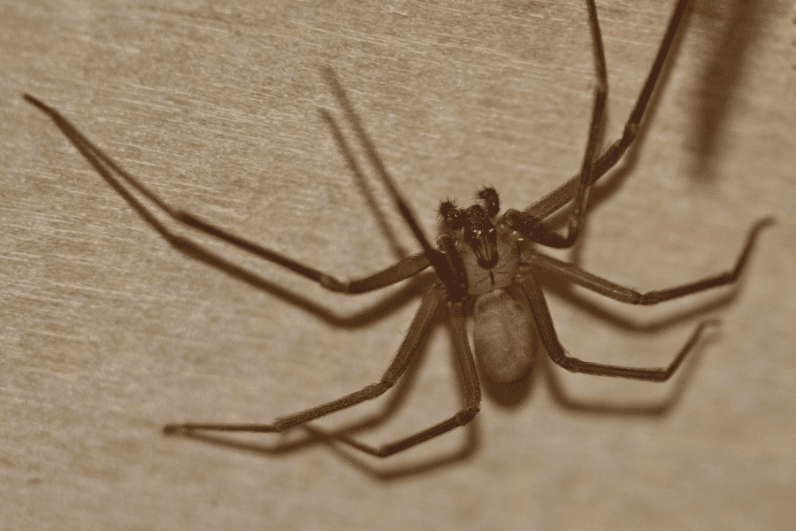 Brown Recluse