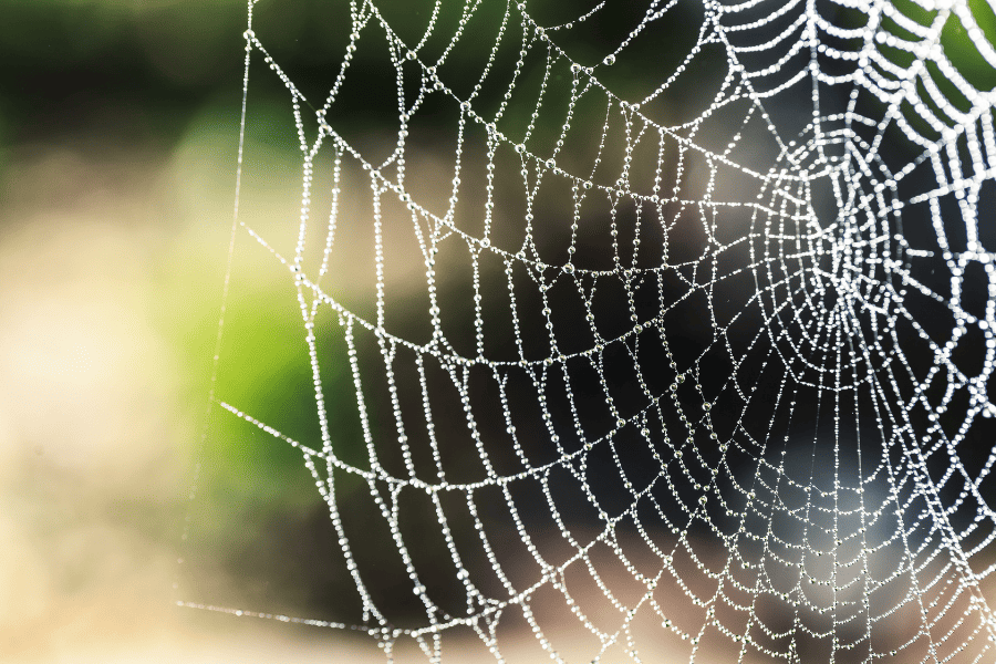 Common Venomous Spiders Found in North Carolina