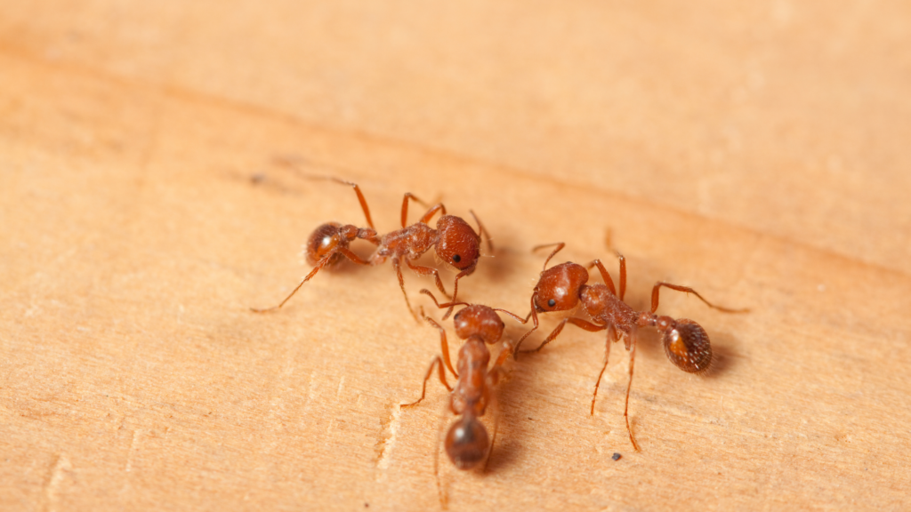 Fire Ant Eviction Plan for EcoConscious Homeowners Fire Ant Control