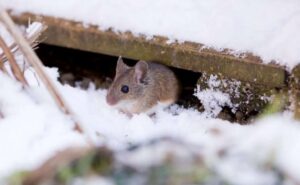 winter pest control