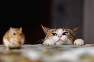 pest control myths