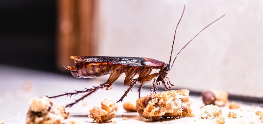 How to Spot and Handle a Cockroach Problem in North Carolina Homes – The Green Way