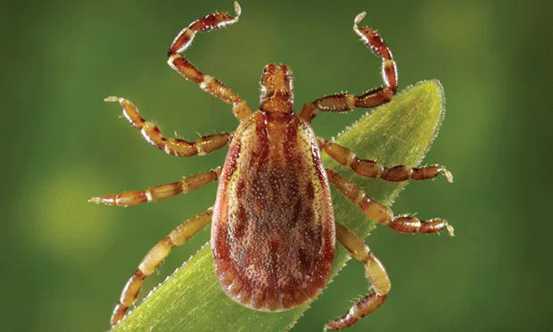Flea and Tick Control in North Carolina: Green Alternatives