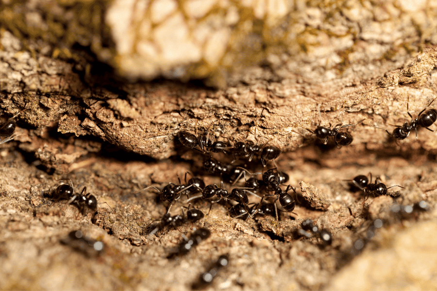 Essential Tips for Preventing Ant Infestations in North Carolina