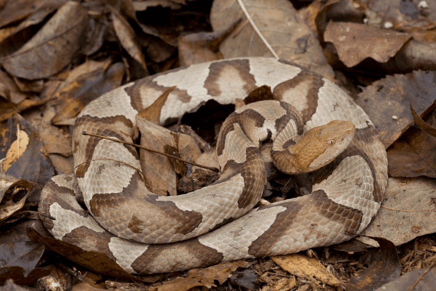Copperhead snakes