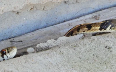 Snake Awareness Tips for North Carolina Residents and Pet Owners
