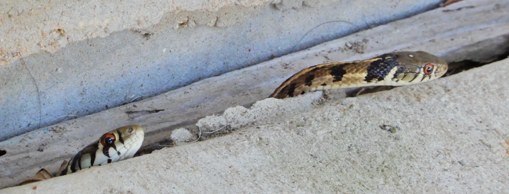 Snake Awareness Tips for North Carolina Residents and Pet Owners
