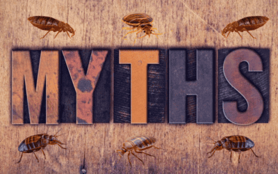 Debunking Common Myths About Bed Bugs in North Carolina