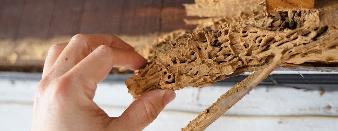North Carolina’s Green Approach to Termite Control