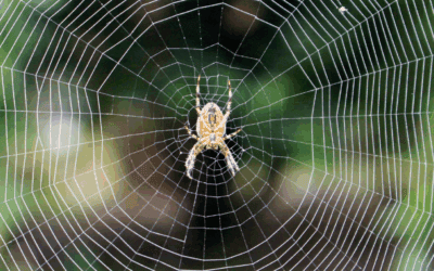 7 Tips to Keep Your Home Pest-Free With Pest Control Near Me