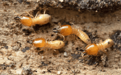How to Protect North Carolina Your Home from Termites During Spring and Summer