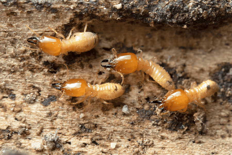 How to Protect North Carolina Your Home from Termites During Spring and Summer