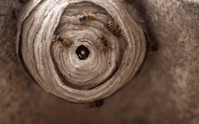 Preventing Wasp and Hornet Nests Around Your North Carolina Home