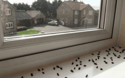 The Top 5 Ways to Prevent Fly Infestations in North Carolina Homes