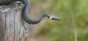 common snakes in North Carolina