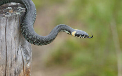 Slithering Neighbors: Common Snakes Found Around North Carolina Homes