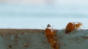 termite control in Burlington