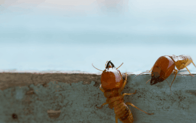 Termite Control in Burlington, NC: What Every Homeowner Needs to Know Before It’s Too Late