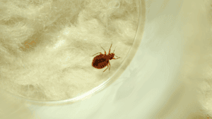 when are bed bugs most active