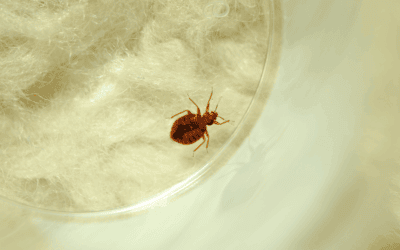 When Are Bed Bugs Most Active in North Carolina? What Homeowners Should Know
