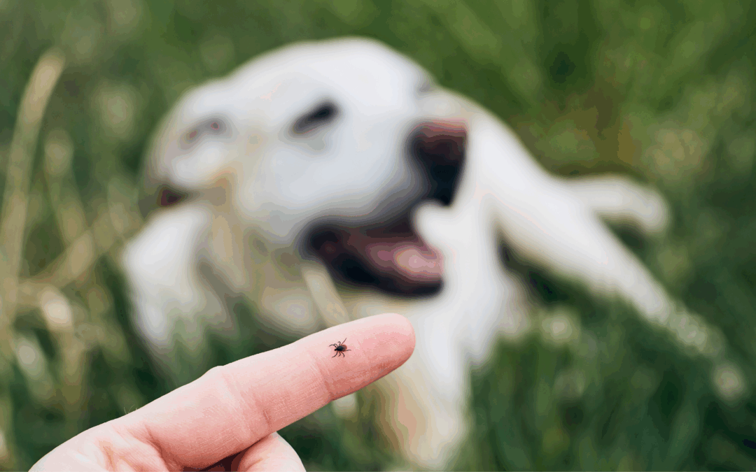 How to Prevent Ticks in North Carolina: Get Professional Help for a Protected Home