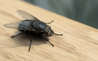 How to Keep Flies Out of Your North Carolina Home: Simple Prevention Tips