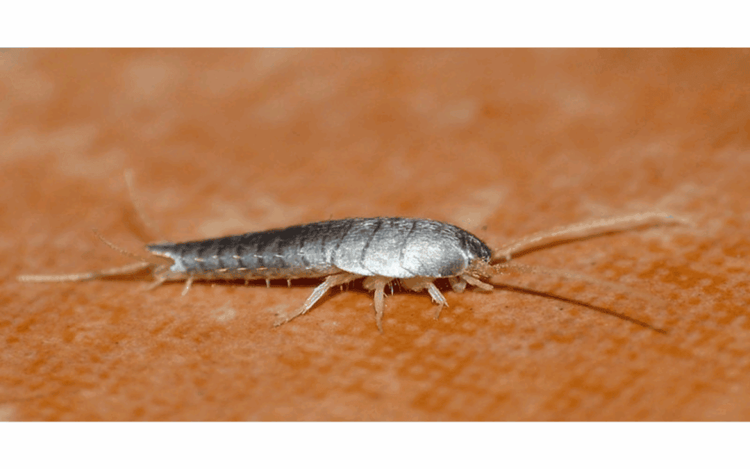 silverfish