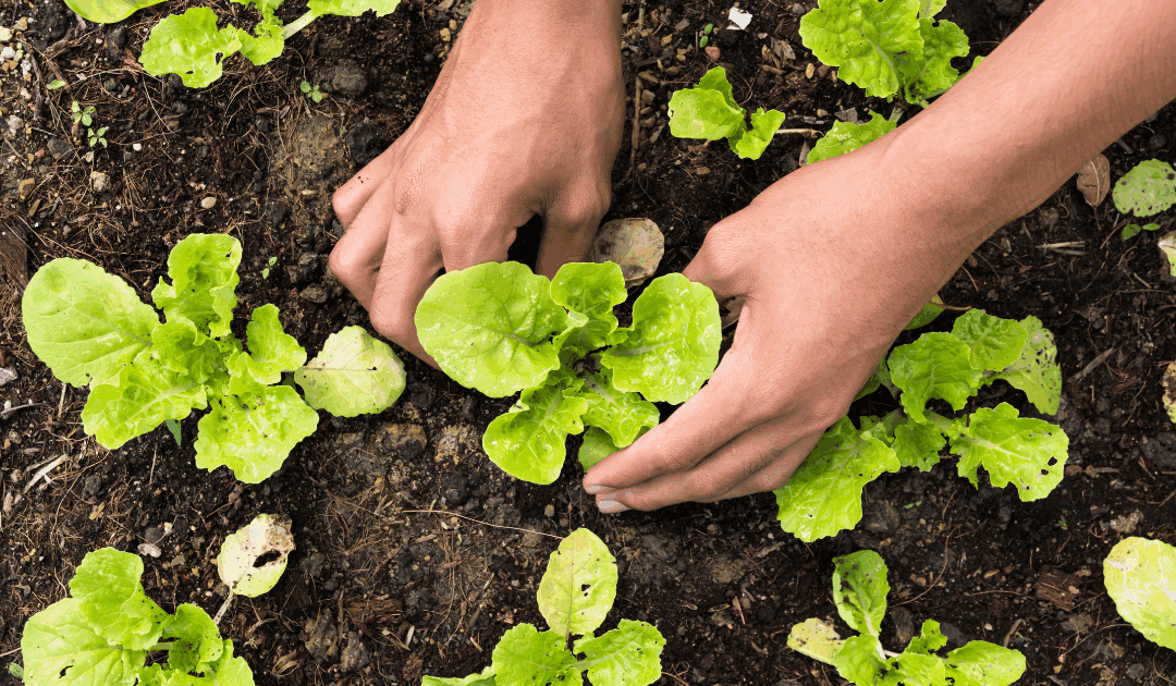How to Protect Your North Carolina Garden from Common Pests – The Green Way