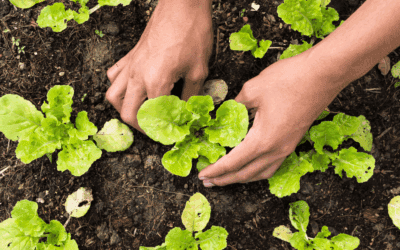 How to Protect Your North Carolina Garden from Common Pests – The Green Way