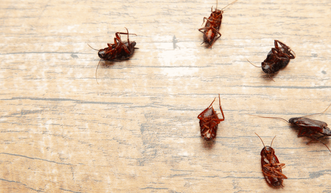 Why October Is Peak Season for Smoky Brown Cockroaches in North Carolina