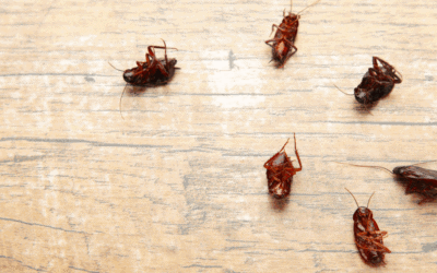 Why October Is Peak Season for Smoky Brown Cockroaches in North Carolina