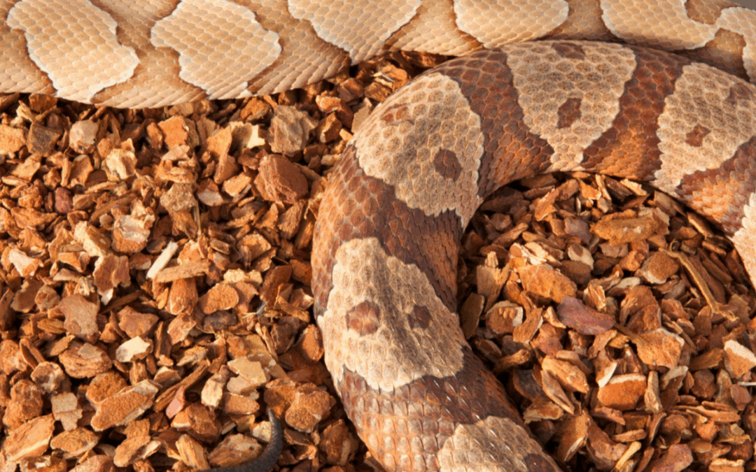 How to Keep Snakes Away from Your North Carolina Property This November