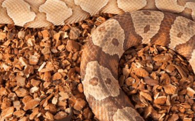How to Keep Snakes Away from Your North Carolina Property This November
