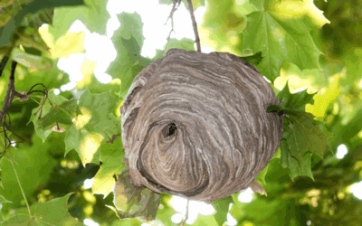 November Wasp and Hornet Activity in North Carolina: What to Expect