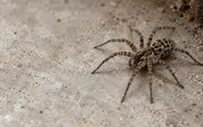 Types of Spiders in North Carolina: Identification Guide